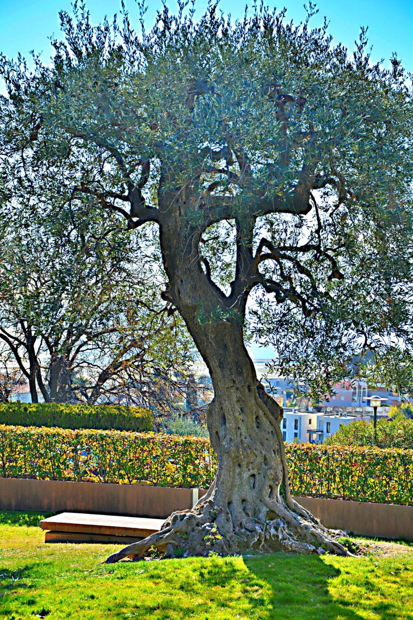 Le Cote Et Appartamento Nizza
